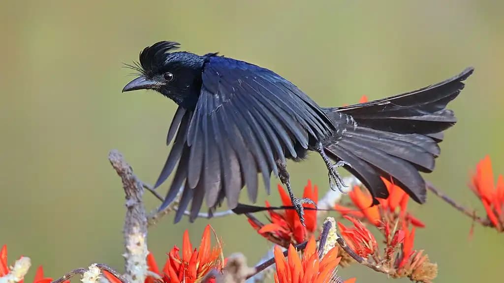 A Flying Great Racket-tailed Drongo by Md Shahanshah Bappy